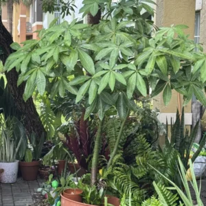 Pachira aquatica – Money Tree “OG 818 北斗光 福福 - Radiance of the Northern Dipper” (XXXL)