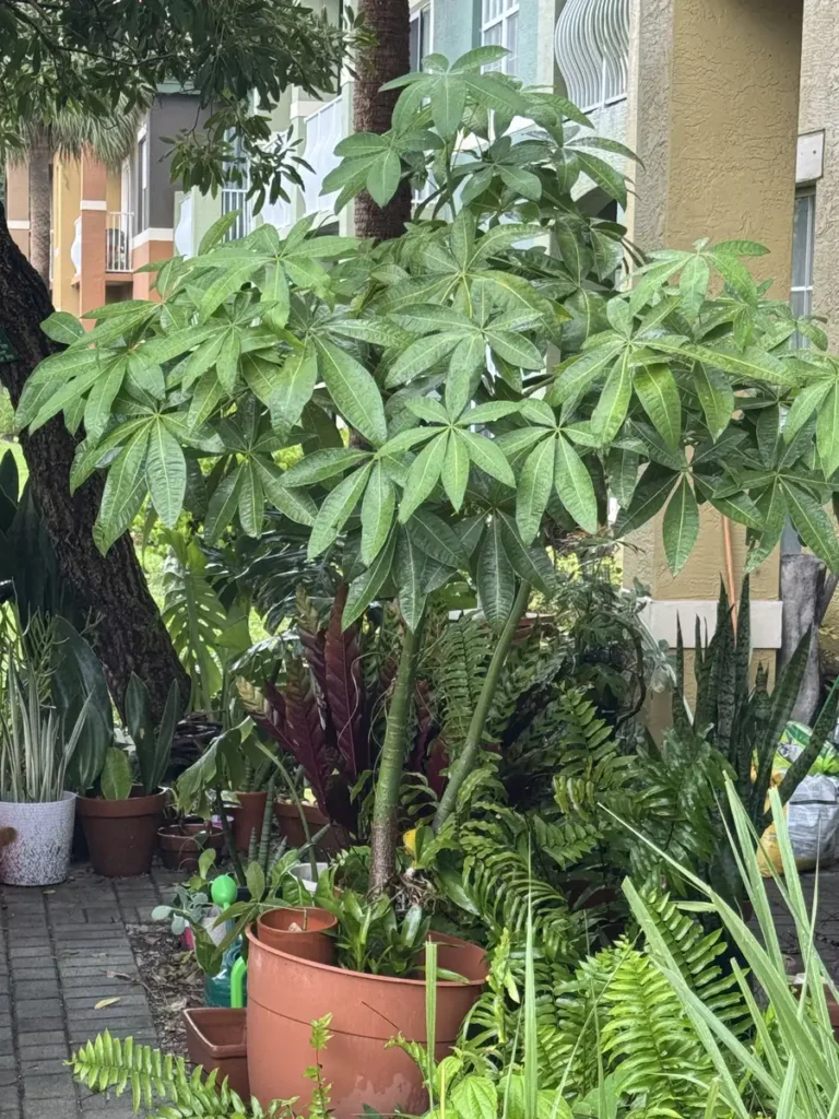 Pachira aquatica – Money Tree “OG 818 北斗光 福福 - Radiance of the Northern Dipper” (XXXL)