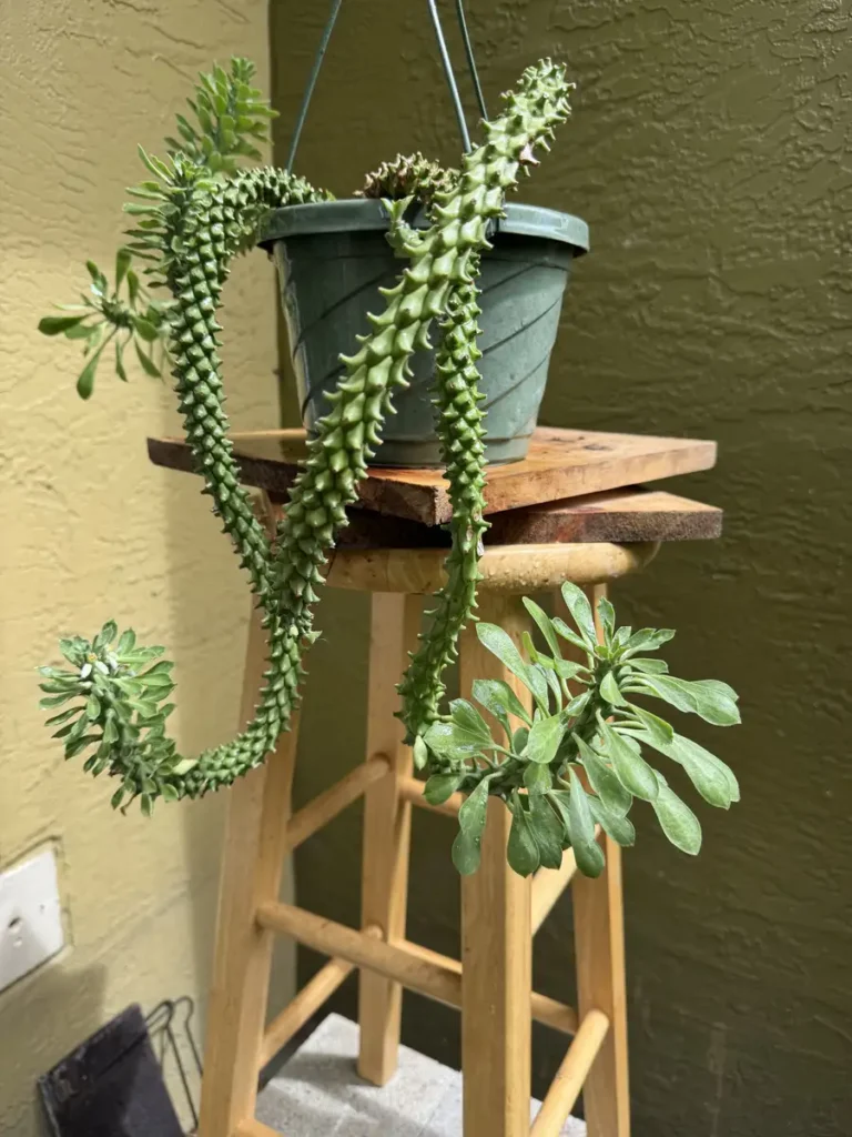 Euphorbia stapelioides variegated – Medusa Plant “OG Drako” (Large)
