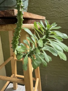 cfmdu02-euphorbia-stapelioides-variegated-medusa-plant-IMG_3617