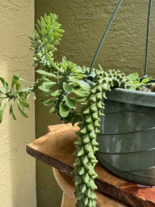 cfmdu02-euphorbia-stapelioides-variegated-medusa-plant-IMG_3619