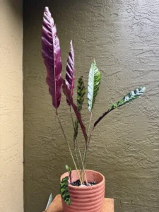 cfrtl01-calathea-lancifolia-rattlesnake-plant-IMG_3788