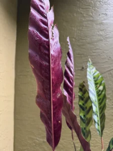 cfrtl01-calathea-lancifolia-rattlesnake-plant-IMG_3789