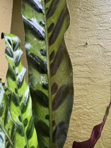 cfrtl01-calathea-lancifolia-rattlesnake-plant-IMG_3798