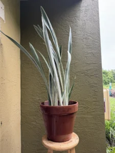 cfsan05-sansevieria-trifasciata-sayuri-IMG_5479