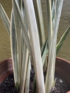 cfsan05-sansevieria-trifasciata-sayuri-IMG_5480