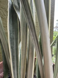 cfsan05-sansevieria-trifasciata-sayuri-IMG_5481