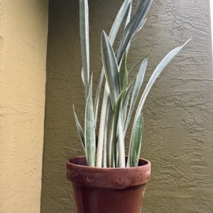 Sansevieria trifasciata - Sayuri (小百合) "OG AwwDamn" (XL)