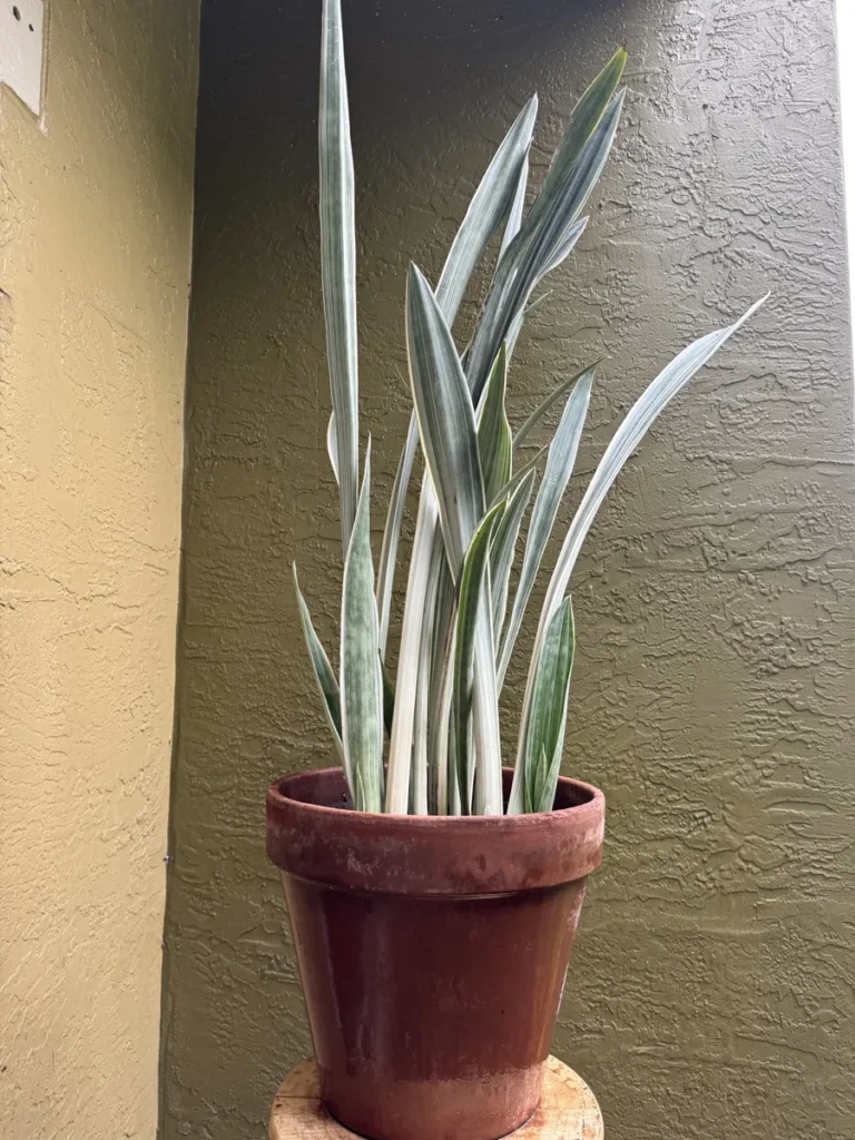 Sansevieria trifasciata - Sayuri (小百合) "OG AwwDamn" (XL)