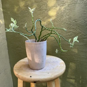 Euphorbia tithymaloides – Devil’s Backbone “Zay Zay” (Small)