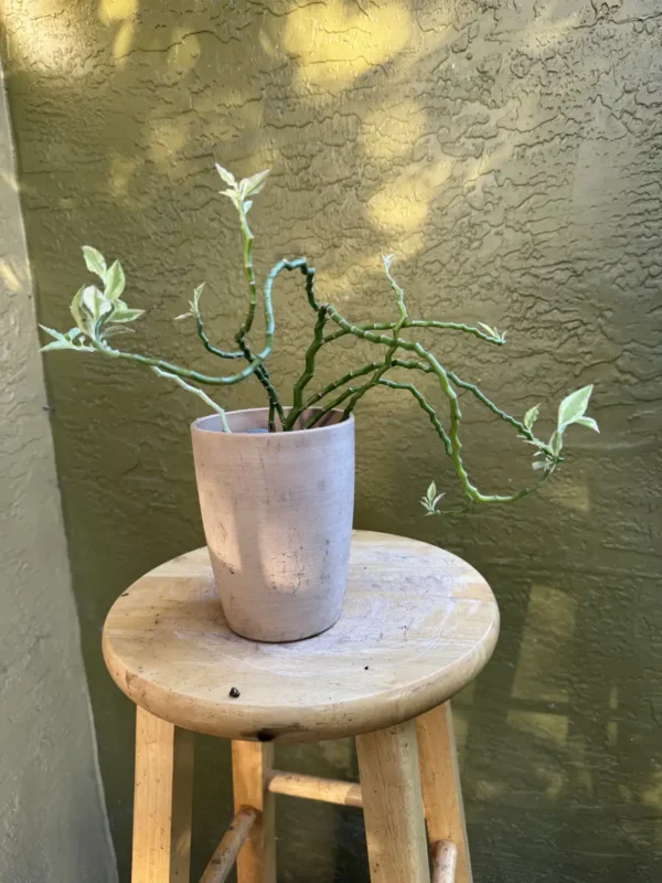 euphorbia-tithymaloides-devils-backbone-IMG_5107