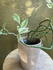 euphorbia-tithymaloides-devils-backbone-IMG_5108