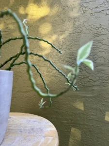 euphorbia-tithymaloides-devils-backbone-IMG_5110