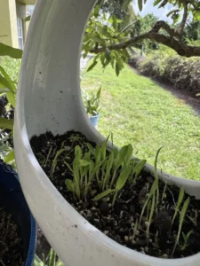 fre00-ceramic-bird-feeder-vessel-IMG_3456