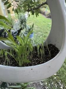 fre00-ceramic-bird-feeder-vessel-IMG_3609