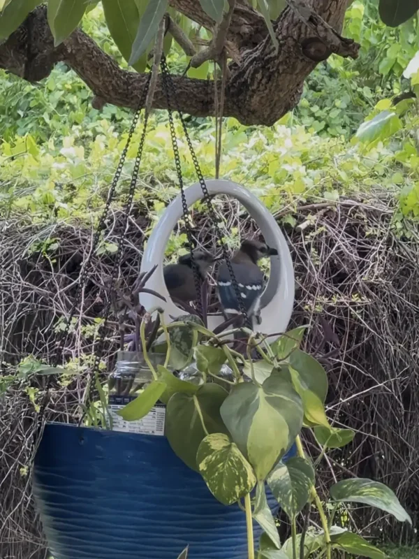 fre00-ceramic-bird-feeder-vessel-screen