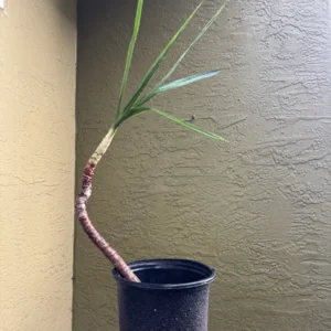 Dracaena marginata – Dragon Tree "Yamato-hō 大和砲" (Large)