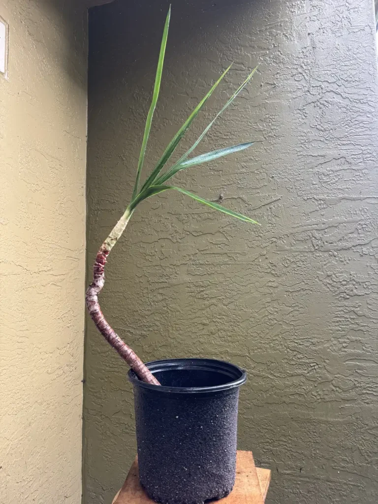 Dracaena marginata – Dragon Tree "Yamato-hō 大和砲" (Large)
