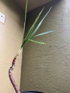 fre02-dracaena-marginata-dragon-tree-IMG_3864