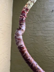 fre02-dracaena-marginata-dragon-tree-IMG_3865