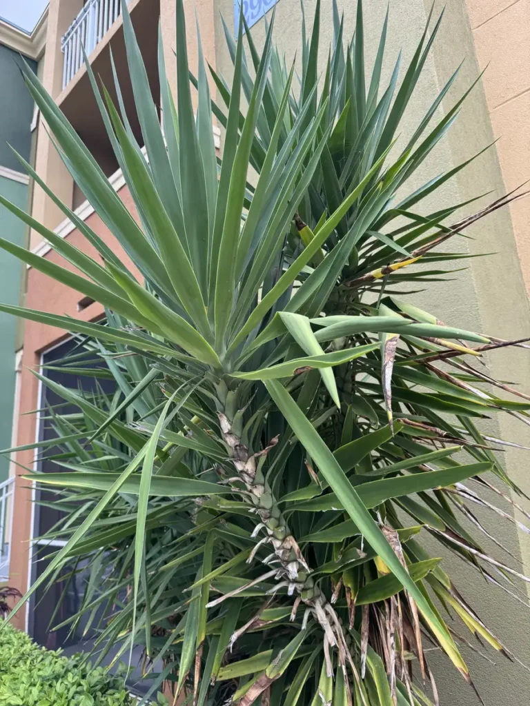 fre02-dracaena-marginata-dragon-tree-original-IMG_4142