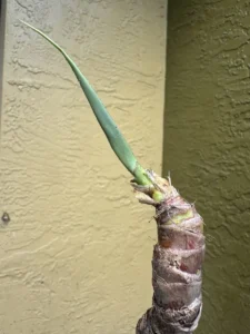 fre03-dracaena-marginata-dragon-tree-IMG_4339