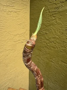 fre03-dracaena-marginata-dragon-tree-IMG_4340