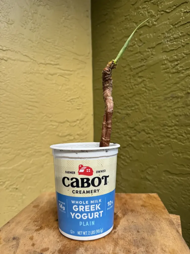 Dracaena marginata – Dragon Tree "Baby Finger" (Small)