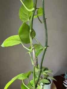 grp-inpth02-intpth03-epipremnum-aureum-pothos-IMG_2972