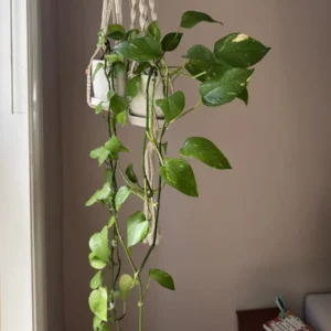 Epipremnum aureum - Pothos "Entanglement and Quantumn" (Medium)
