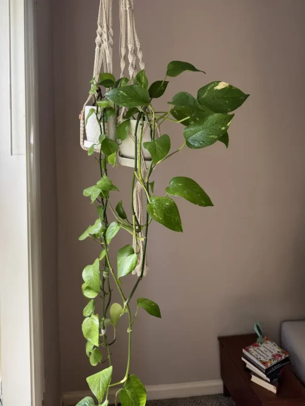 grp-inpth02-intpth03-epipremnum-aureum-pothos-IMG_3255