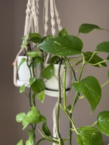 grp-inpth02-intpth03-epipremnum-aureum-pothos-IMG_3258