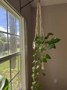 grp-inpth02-intpth03-epipremnum-aureum-pothos-IMG_3259