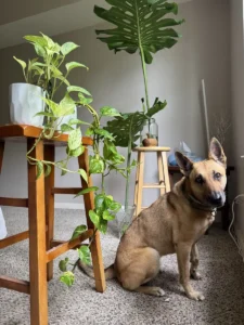 inpht03-marble-queen-pothos-golden-pothos-IMG_4091-mesa-room