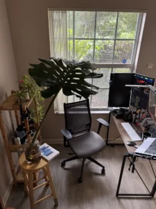 intmon01-monstera-deliciosa-swiss-cheese-plant-IMG_3447