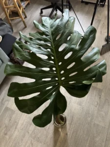 intmon01-monstera-deliciosa-swiss-cheese-plant-IMG_3452