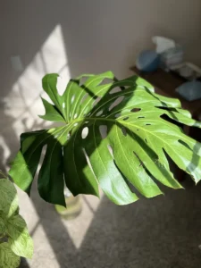 intmon02-monstera-deliciosa-swiss-cheese-plant-IMG_4497