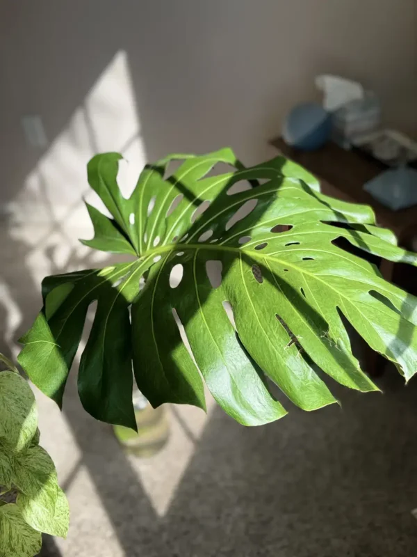 intmon02-monstera-deliciosa-swiss-cheese-plant-IMG_4497