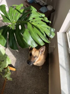 intmon02-monstera-deliciosa-swiss-cheese-plant-IMG_4501