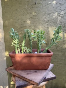 lfmdu01-euphorbia-stapelioides-variegated-medusa-plant-IMG_4445