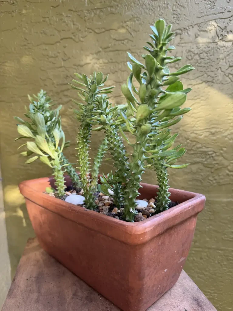 Euphorbia stapelioides ‘Variegated’ – Medusa Plant “OG Draka” (Large)