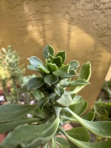 lfmdu01-euphorbia-stapelioides-variegated-medusa-plant-IMG_4453