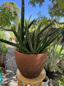 lfsan52-sansevieria-cylindrica-IMG_4413