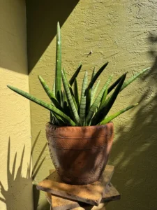 lfsan52-sansevieria-cylindrica-IMG_4414