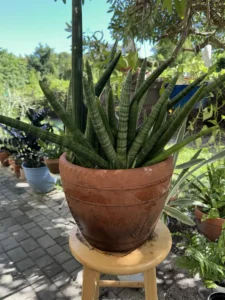 lfsan52-sansevieria-cylindrica-IMG_4435