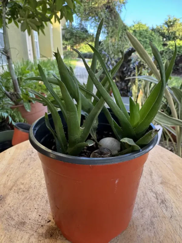 phnale333-aloiampelos-ciliaris-climbing-aloe-IMG_5015