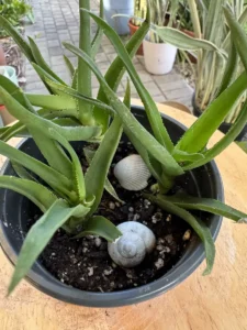 phnale333-aloiampelos-ciliaris-climbing-aloe-IMG_5017