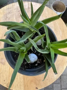 phnale333-aloiampelos-ciliaris-climbing-aloe-IMG_5021