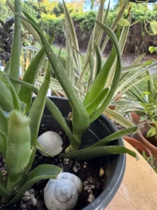 phnale333-aloiampelos-ciliaris-climbing-aloe-IMG_5022