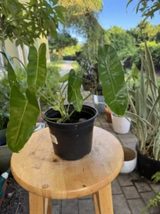 phnbmx333-philodendron-imbe-burle-marx-IMG_5007